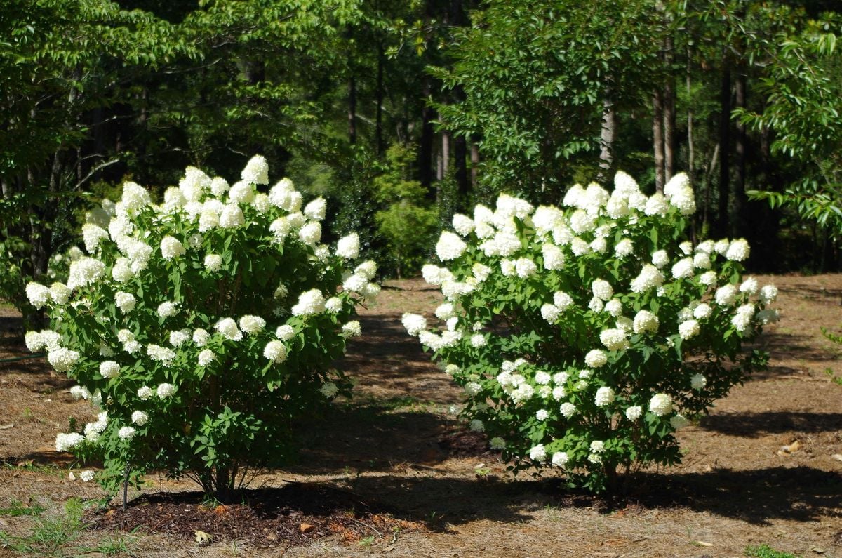 Choosing The Right Plants For The Landscape, 4 February | Event in Murphy | AllEvents