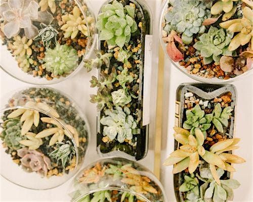 Pints & Plants - Succulent Terrarium Building Workshop, 7 August | Event in Boston | AllEvents