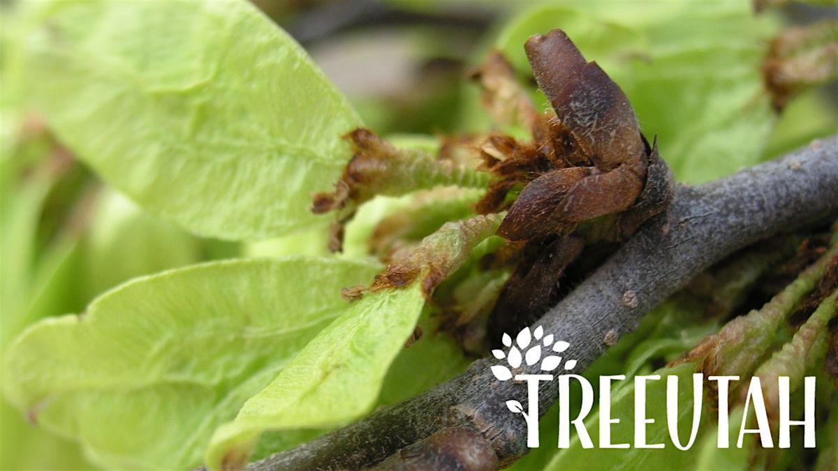Caring for Utah Trees Presented by TreeUtah, 17 July | Event in West Jordan | AllEvents
