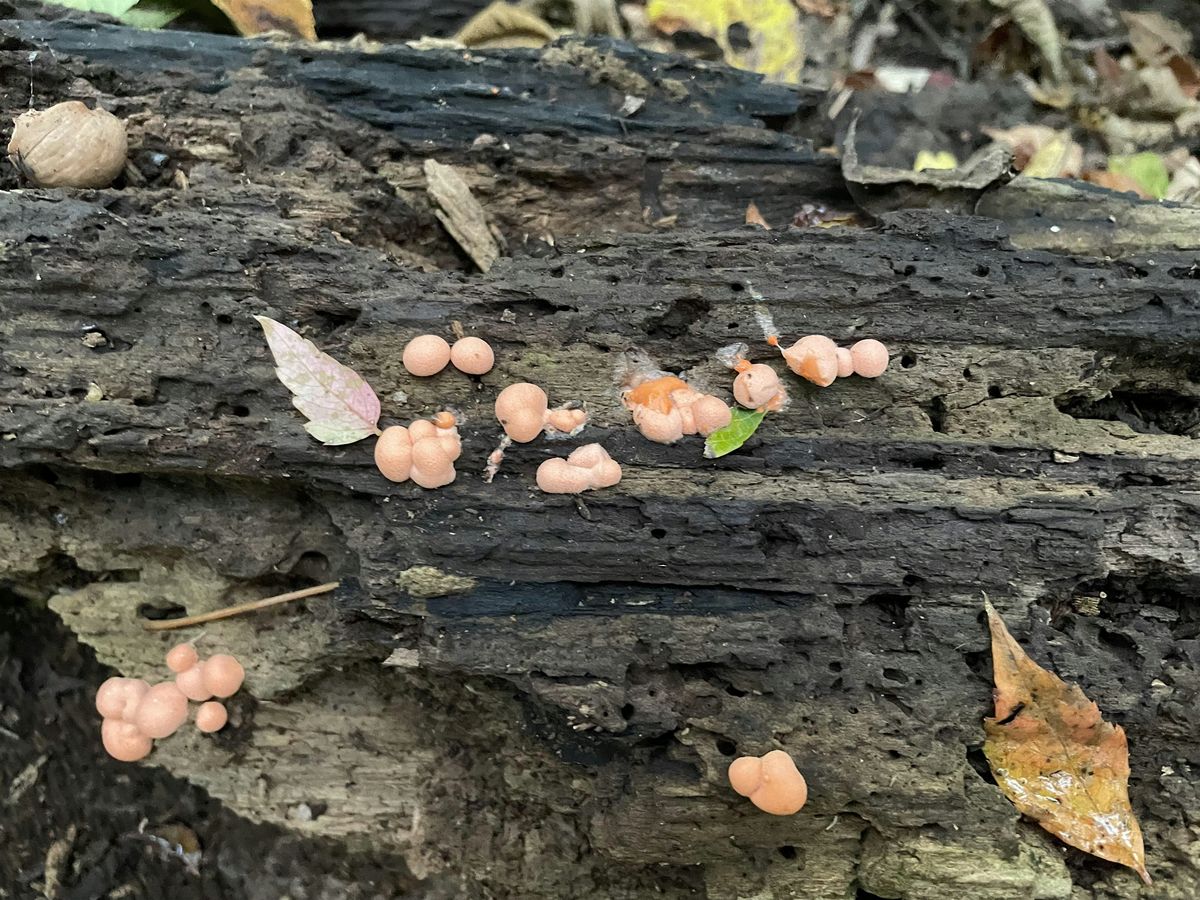 The Wonderful World of Decomposition, 1 November | Event in Detroit | AllEvents