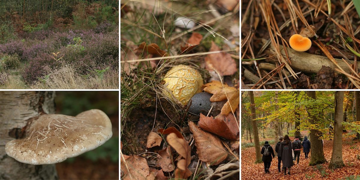 Keston Common Wild Walk, 18 October | Event in Bromley | AllEvents