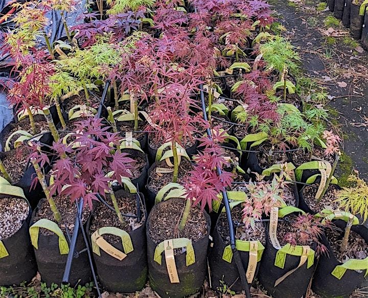 Japanese Maple Grafting Experience at Spirit Hill Maple Nursery, 16 August | Event in Millington | AllEvents