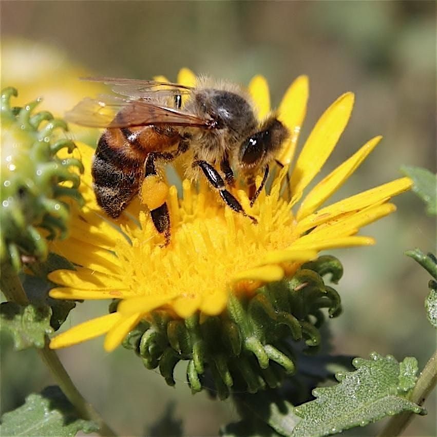 Growing a Native Herb Garden in Colorado | Event in Lafayette | AllEvents