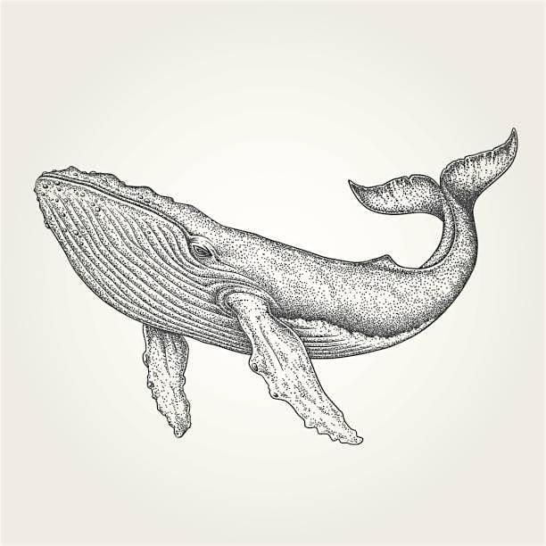 Community Whale Sculpture Event, 17 June | Event in Albany | AllEvents