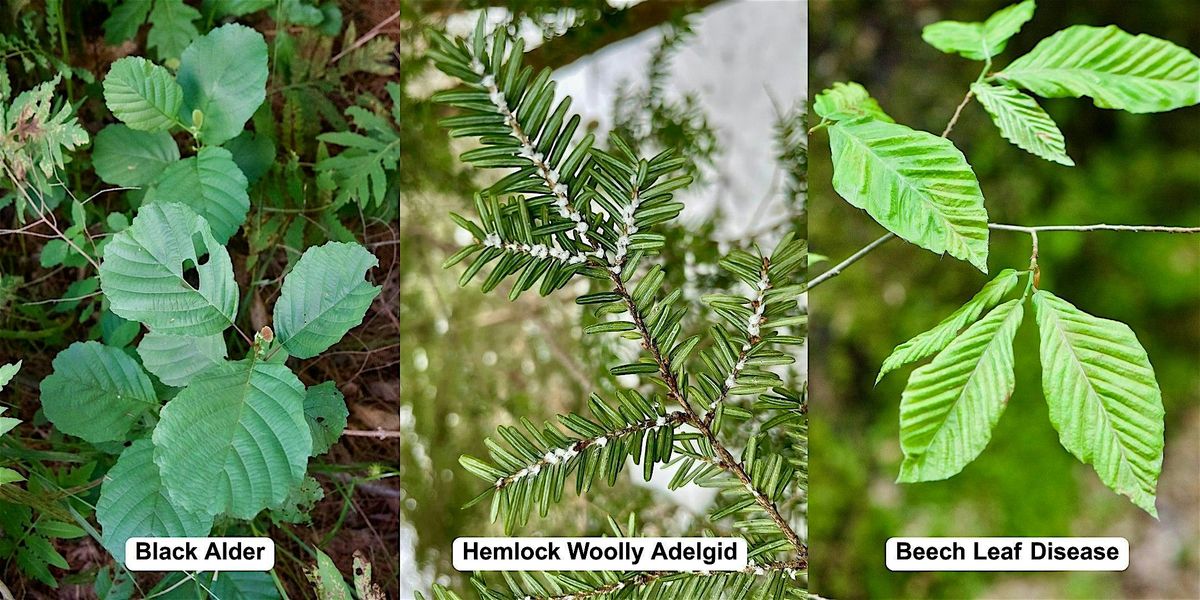 Invasive Species Workshop, 27 August | Event in Alstead | AllEvents