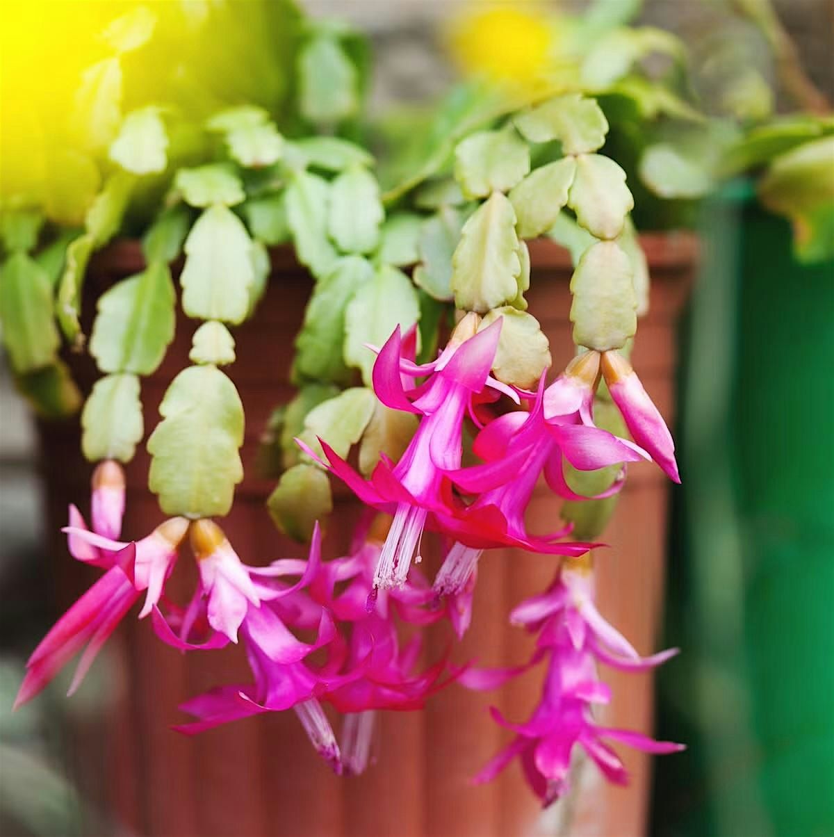 The Plant Market & More, 6 December | Event in Melbourne | AllEvents