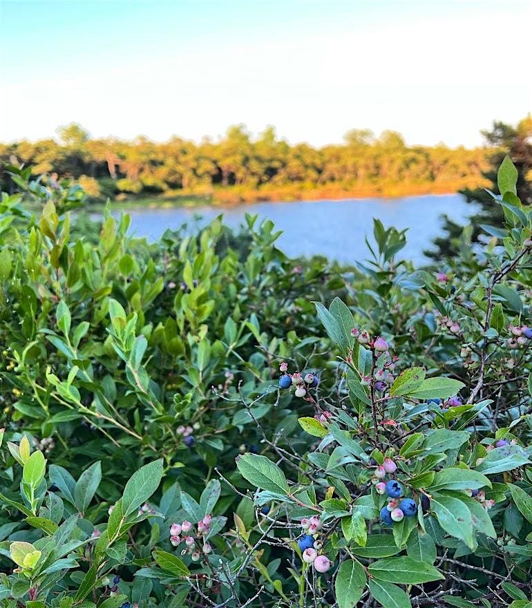 Field Guide Friday: Blueberries at Sam’s Point, 25 July | Event in Cragsmoor | AllEvents