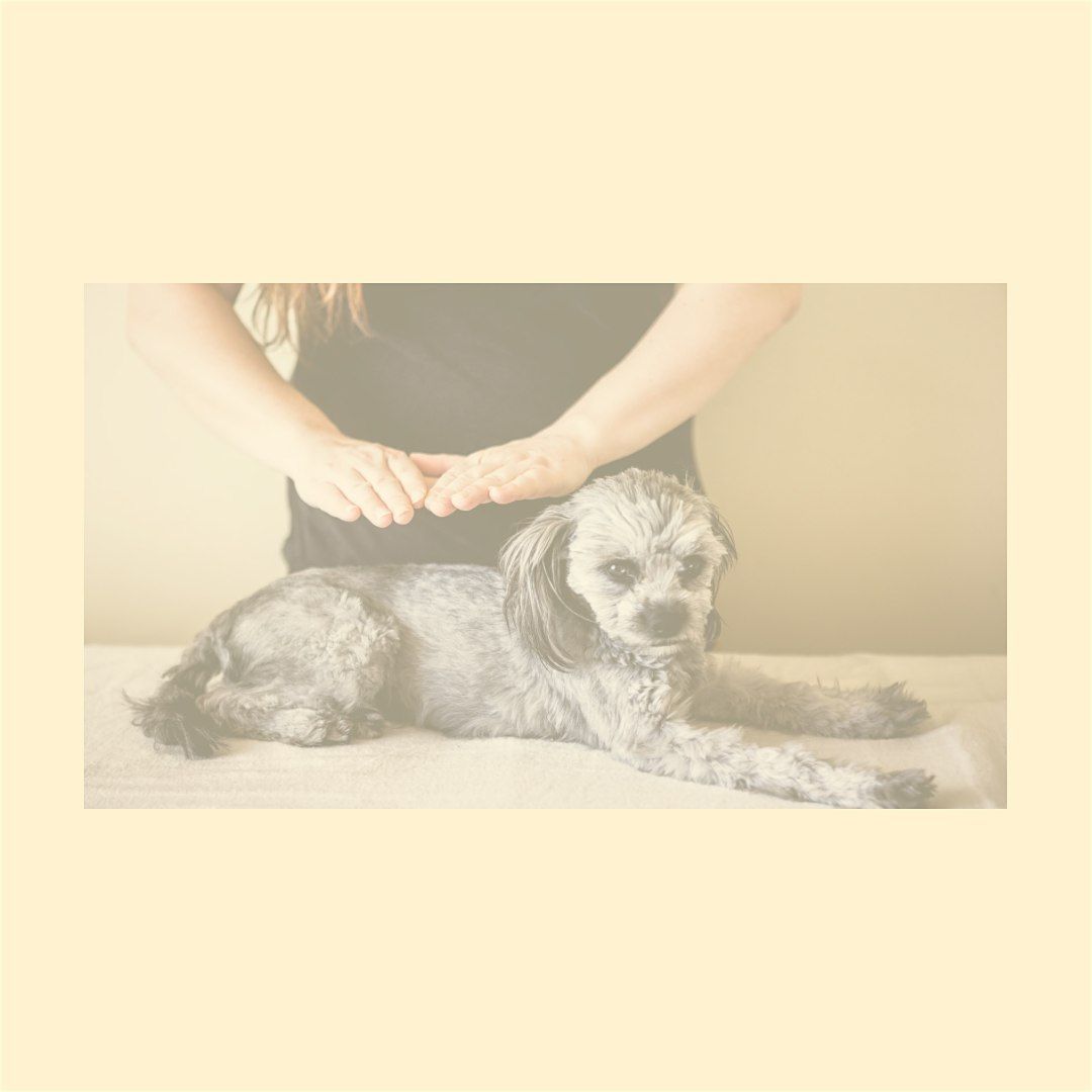 Become an Animal Healing Communicator Certification, 16 August | Event in Palm Harbor | AllEvents