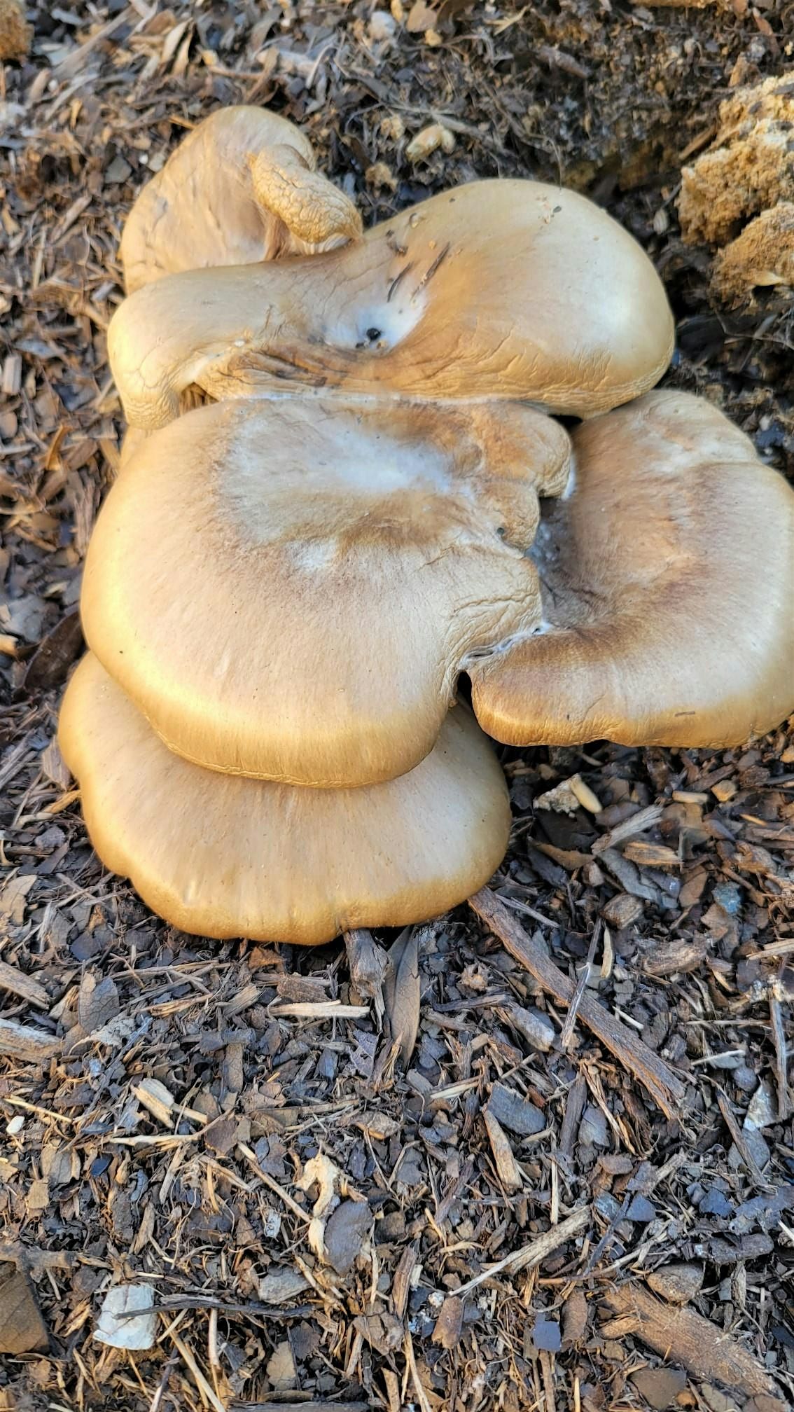 Mushroom growing workshop, 2 December | Event in Garland | AllEvents