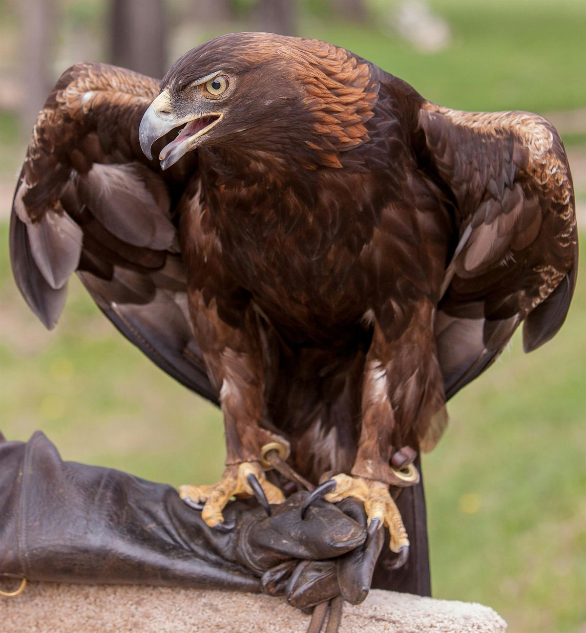 Rocky Mountain Raptor Program Presentation at HPEC, 30 August | Event in Loveland | AllEvents