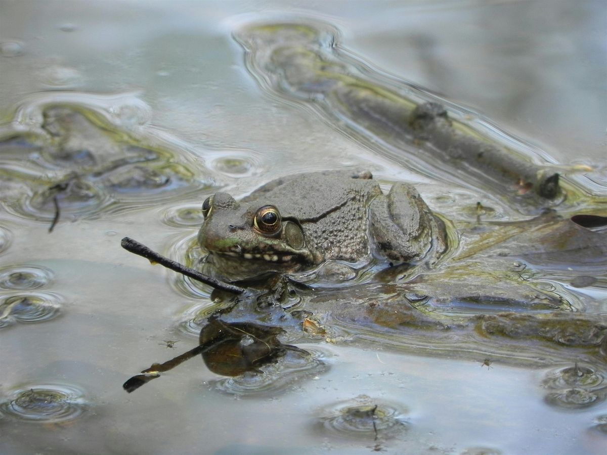 Naturalist Walk: Freshwater Ecology, 21 June | Event in Broad Run | AllEvents