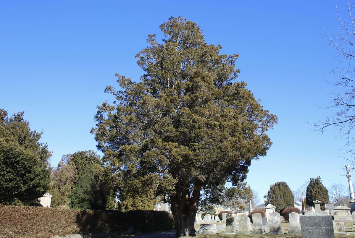 May Free Tree Walk: Island Cemetery, 8 May | Event in Newport | AllEvents