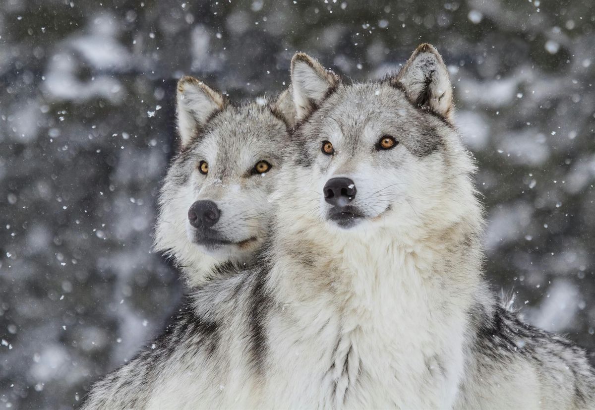The Nature of Wildlife Photography with Chris McQuarrie, 4 October | Event in Golden Valley | AllEvents
