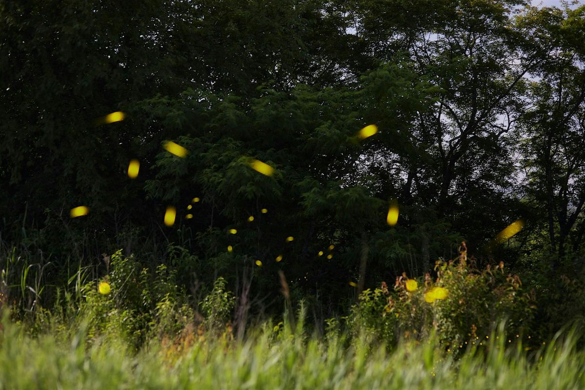 Moon and Firefly Hike, 10 July | Event in Ansonia | AllEvents