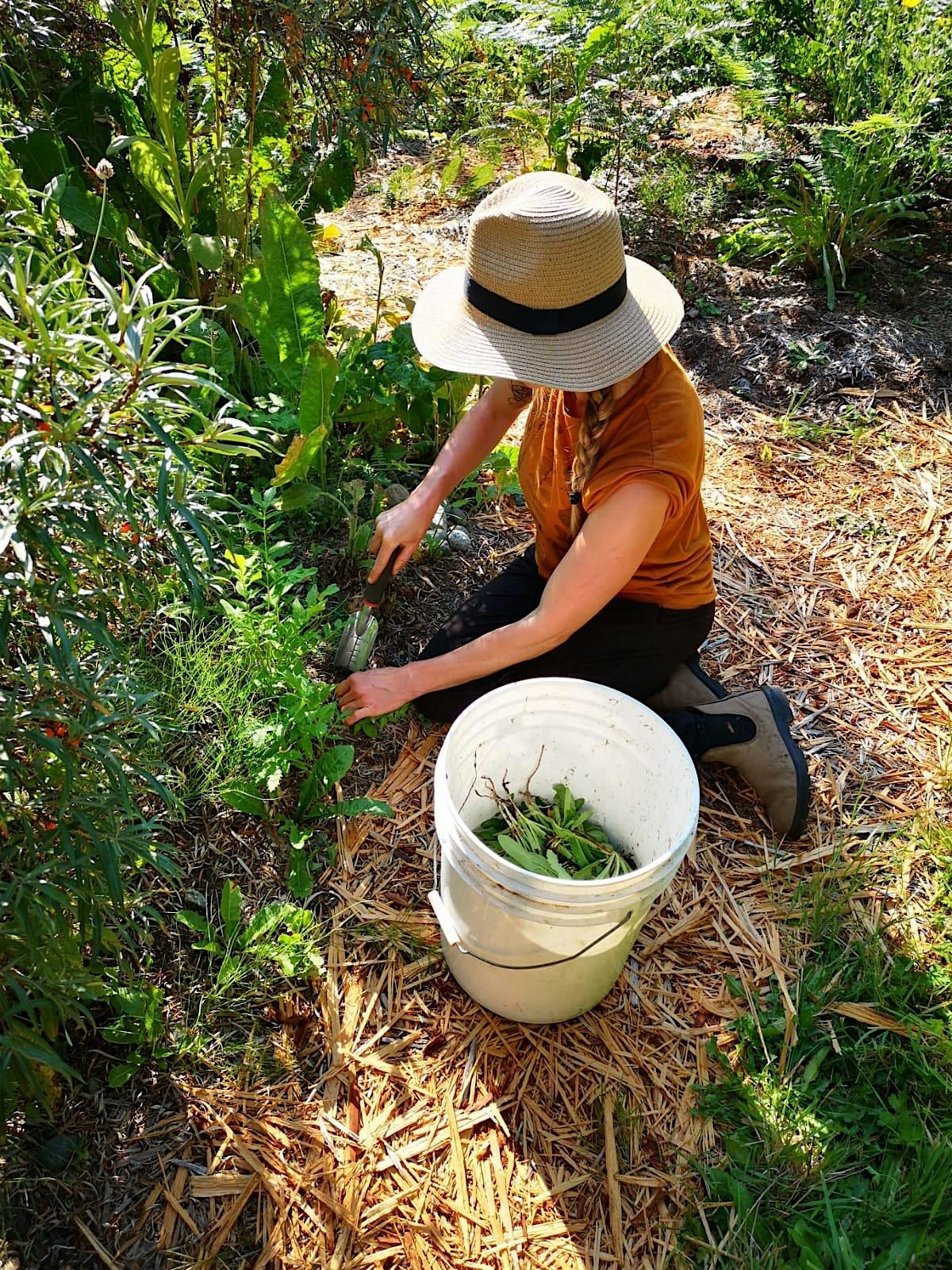 Wheel of the Seasons: Aligning with the 5 Elements using Herbal Medicine | Event in Courtenay | AllEvents