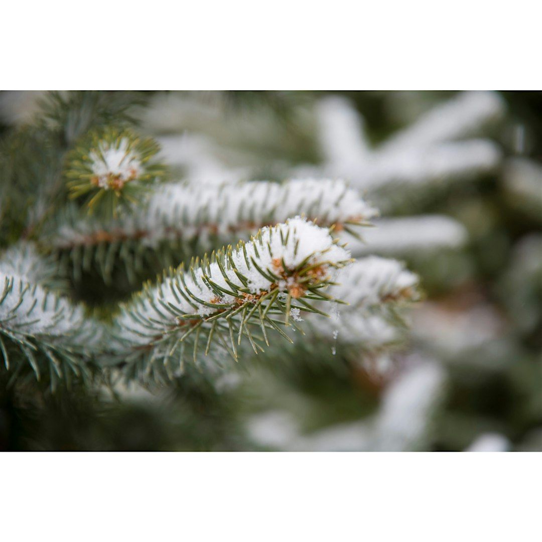 Wintergreen Scavenger Hunt: Tiny Tots (Ages 3-5), $4 per child upon arrival, 18 December | Event in Kings Park