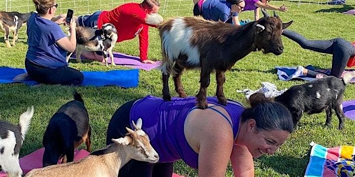 Goat yoga is at Happy Trails Farm, 10 May | Event in Granite City | AllEvents
