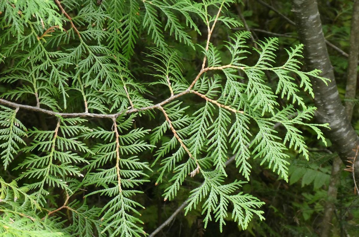 Henteleff Park Interpretive Walk - TUESDAY PM, 26 August | Event in Winnipeg | AllEvents