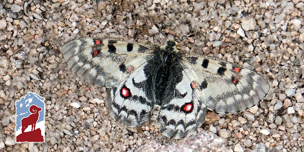 Introduction to Butterflies of Rocky Mountain National Park, 26 June | Event in Grand Lake | AllEvents