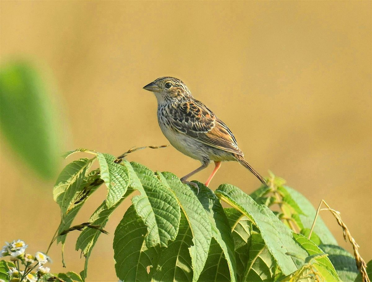 Nature Journaling Workshop, 4 September | Event in Crozet | AllEvents