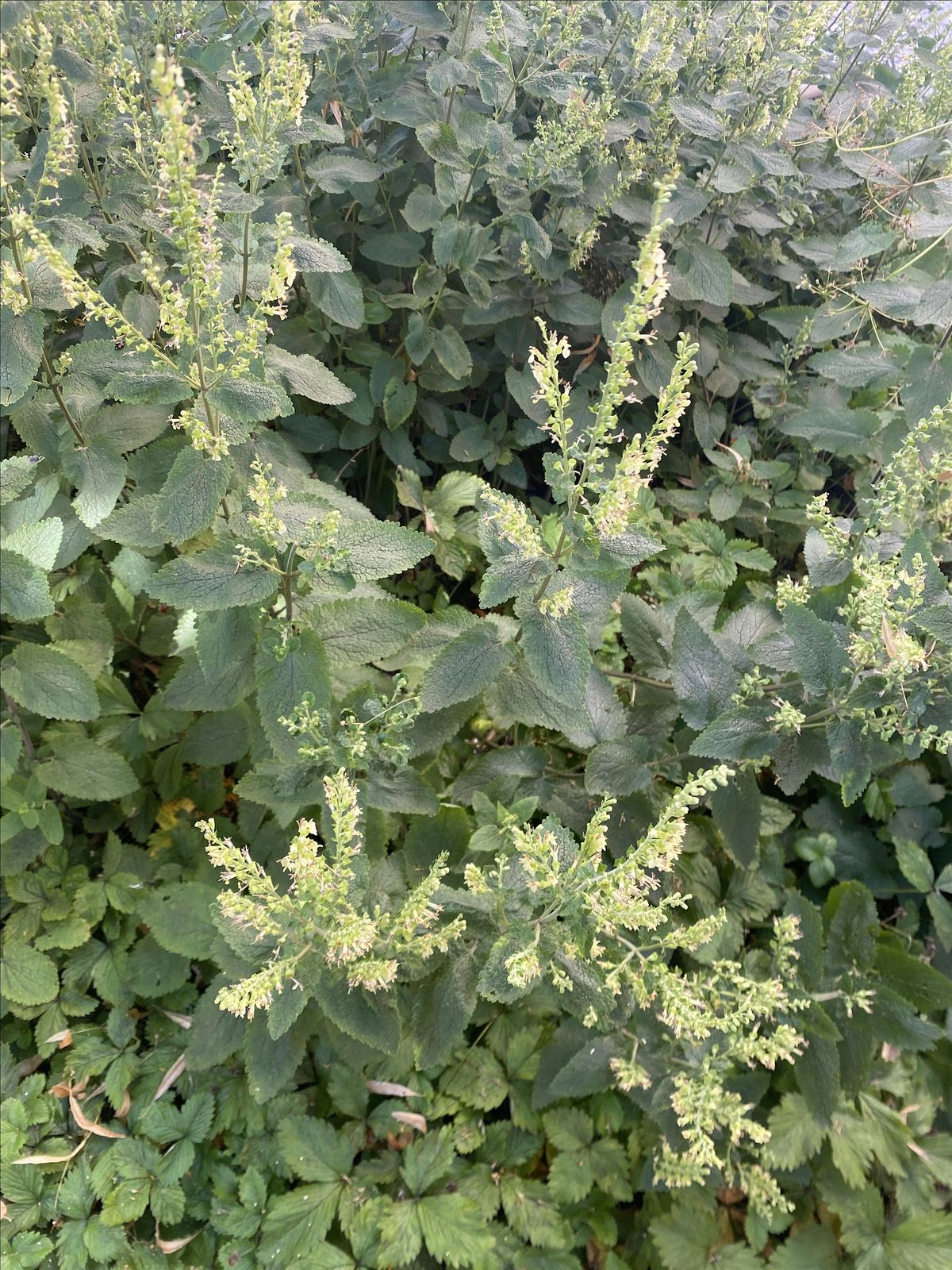 Urban Foraging - Edible Zürich, 28 August | Event in Zürich | AllEvents