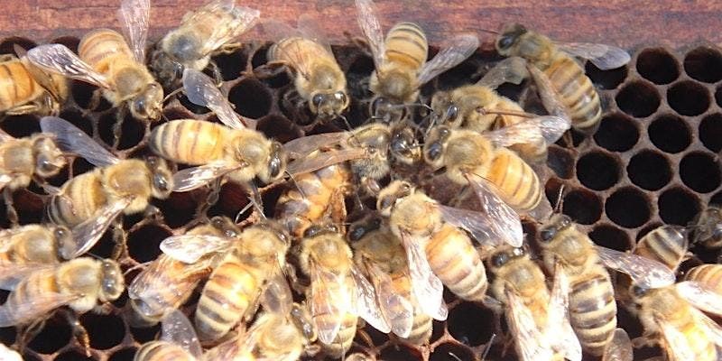 Intro to Beekeeping workshop-Sat., September 27th, 9am-3pm, 27 September | Event in Kissimmee | AllEvents