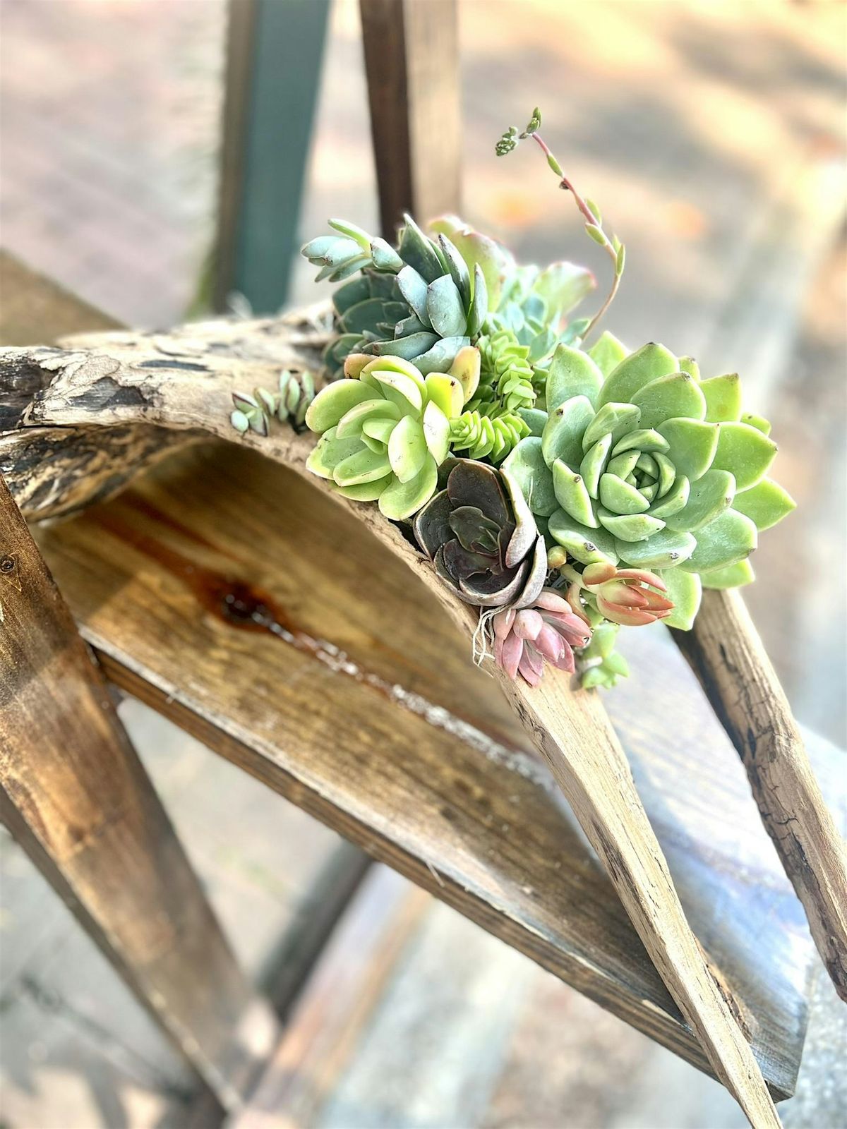Sweethaven Lavender Farm Succulent Driftwood Workshop, 6 June | Event in Williamsburg | AllEvents
