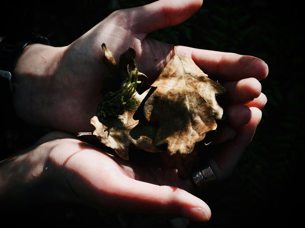 From Acorns to Oaks: Family Nature-Connection at Wallington, 29 November | Event in Cambo | AllEvents