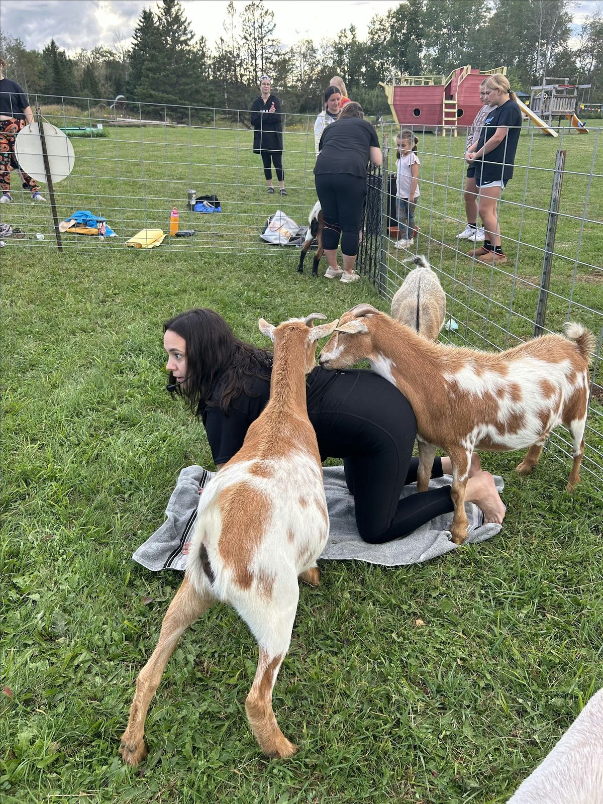 Goat Yoga at Adventure Acres, 31 May | Event in Superior | AllEvents