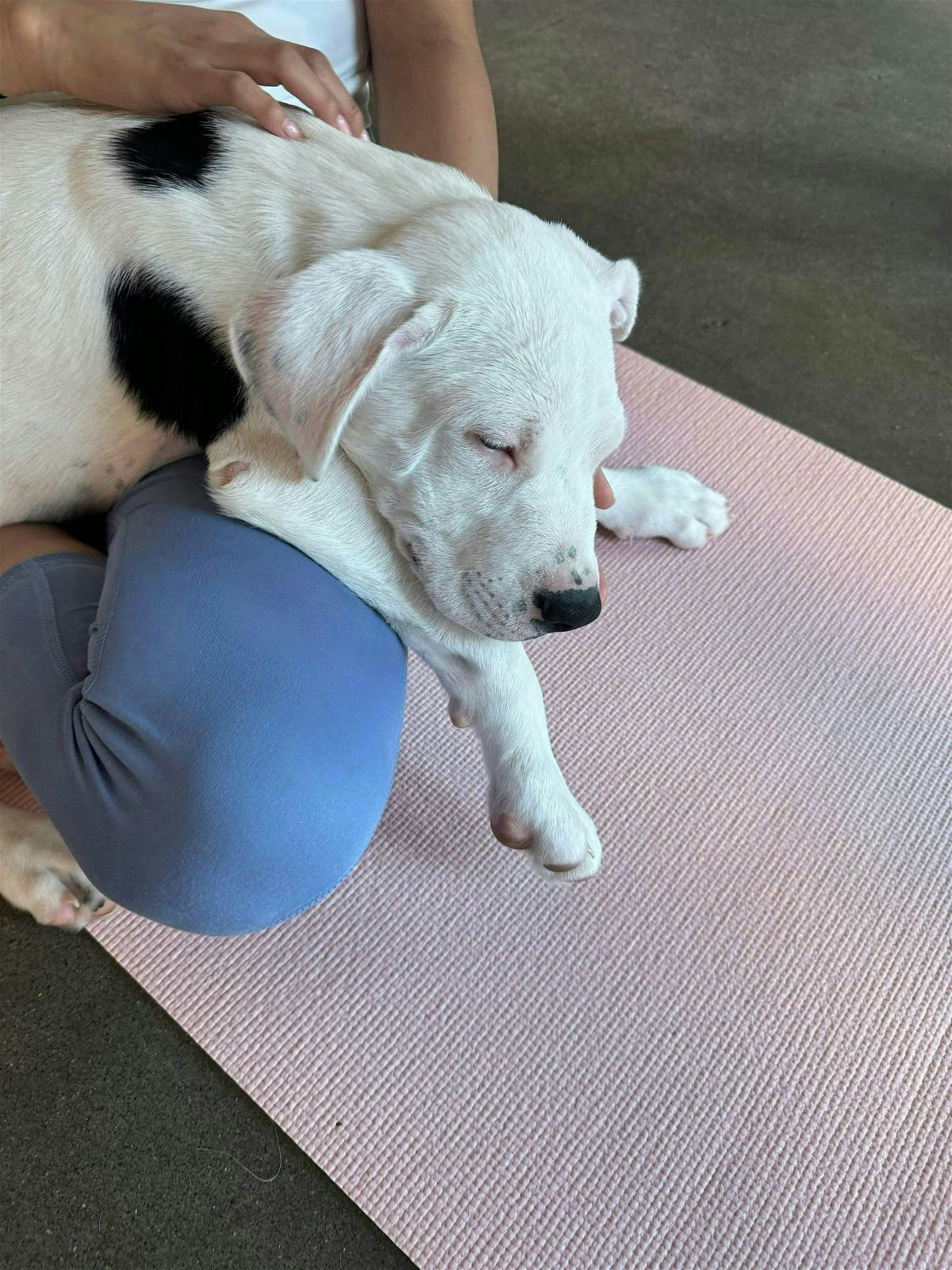 Rescue Puppy Yoga - Margaret Maddox family YMCA East center, 19 July | Event in Nashville | AllEvents