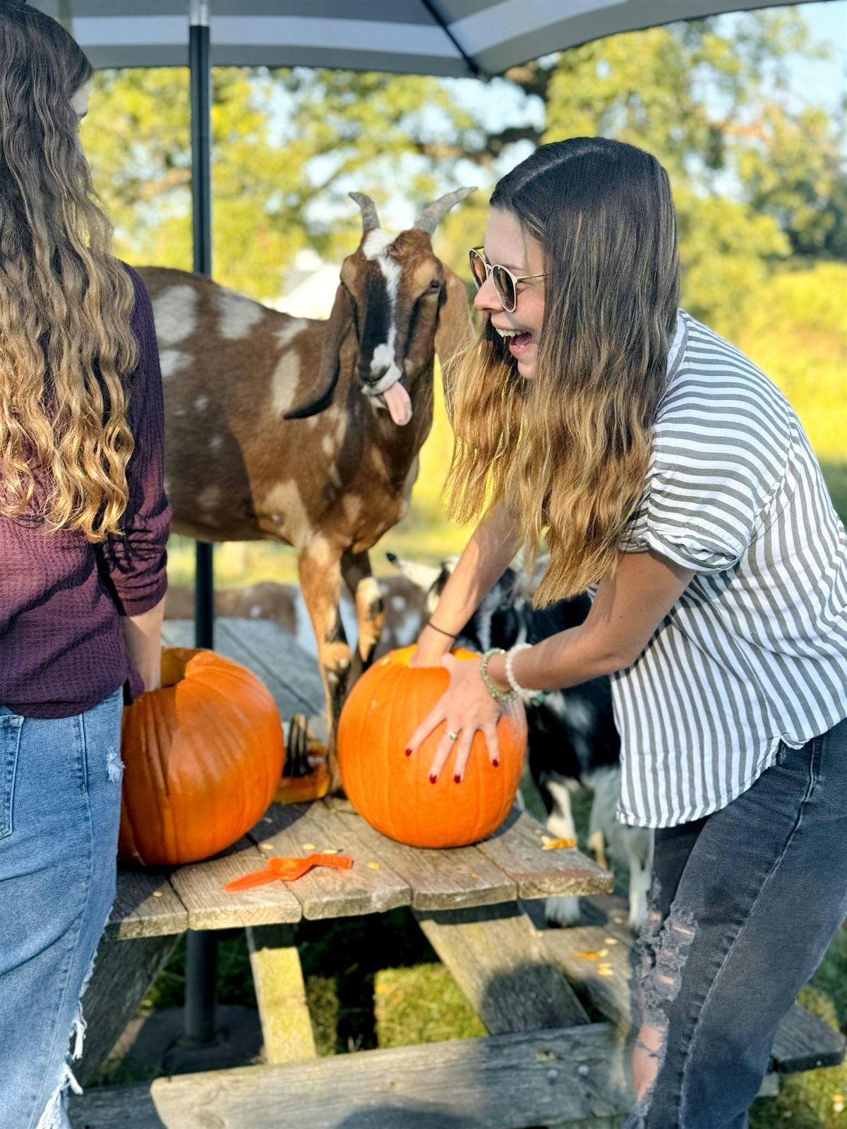 Pumpkin Carving with Goats!, 12 October | Event in Fremont | AllEvents