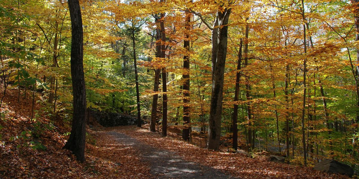 Tree Identification Walk, Rockefeller State Park Preserve ...
