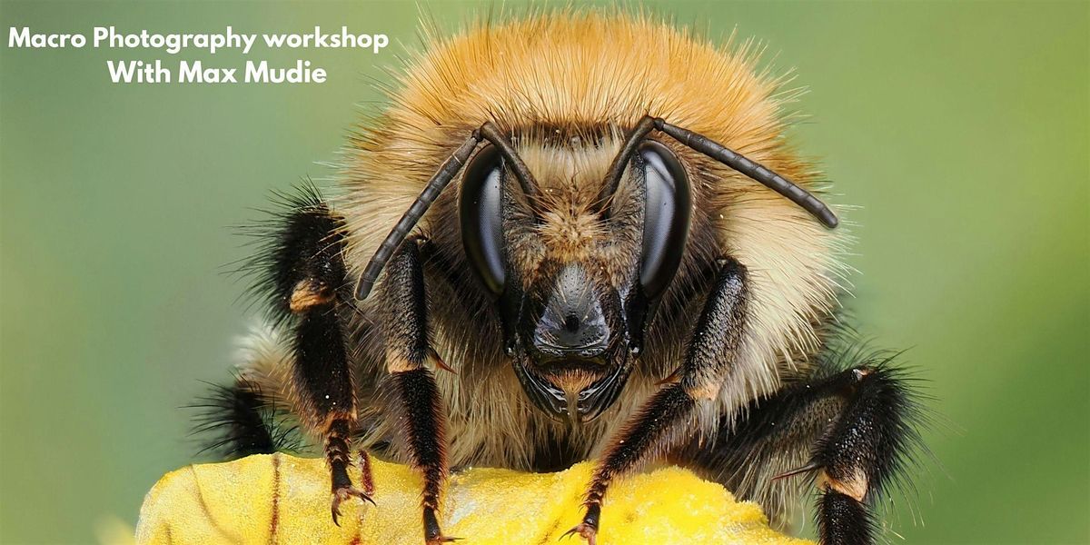 Macro Photography Workshop with Max Mudie | Event in London | AllEvents