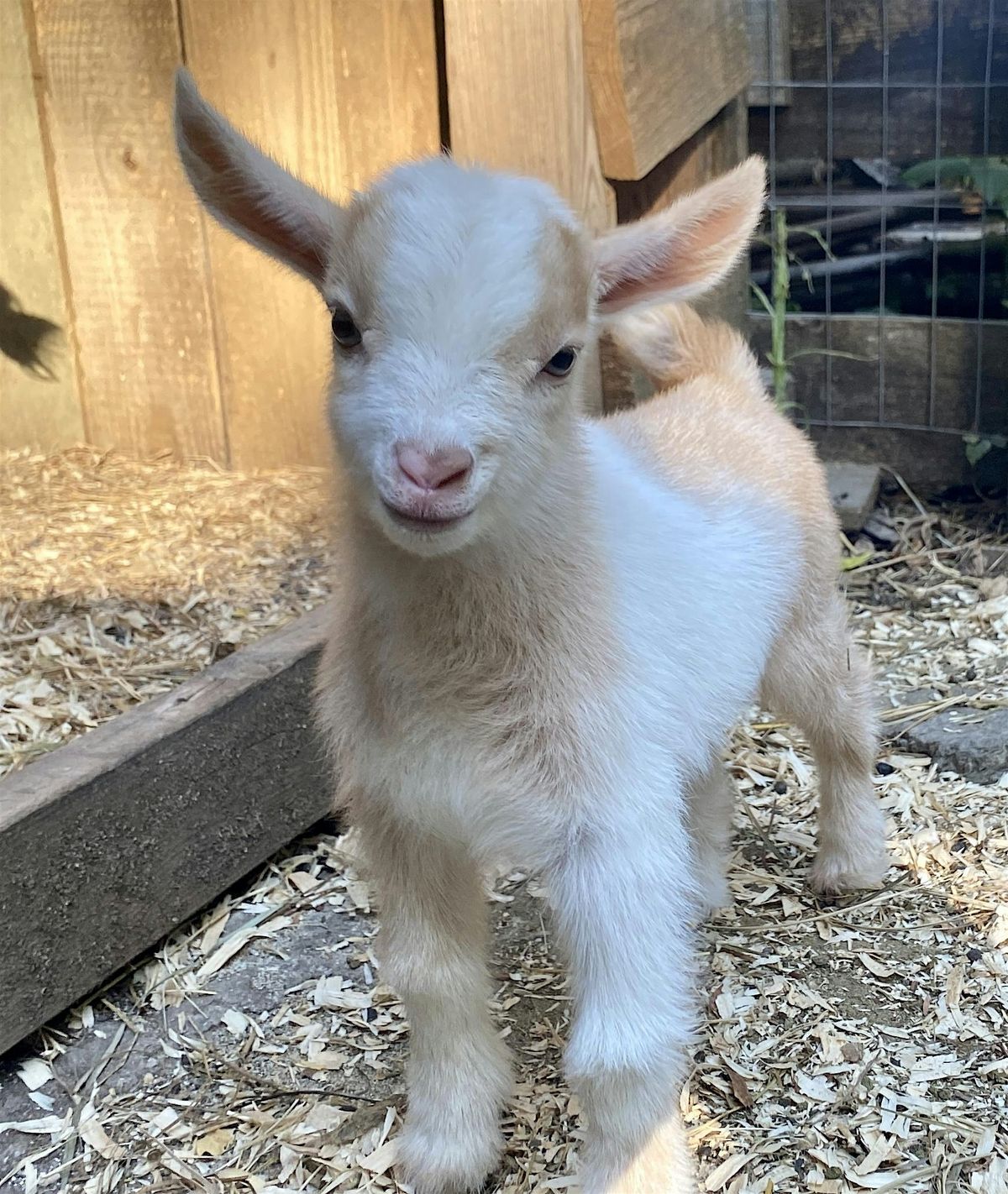 Goat Yoga Nashville- Awesome August, 26 August | Event in Nolensville | AllEvents