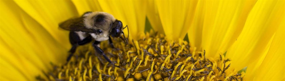 8-30-2025  Pollinators, 30 August | Event in Dade City | AllEvents