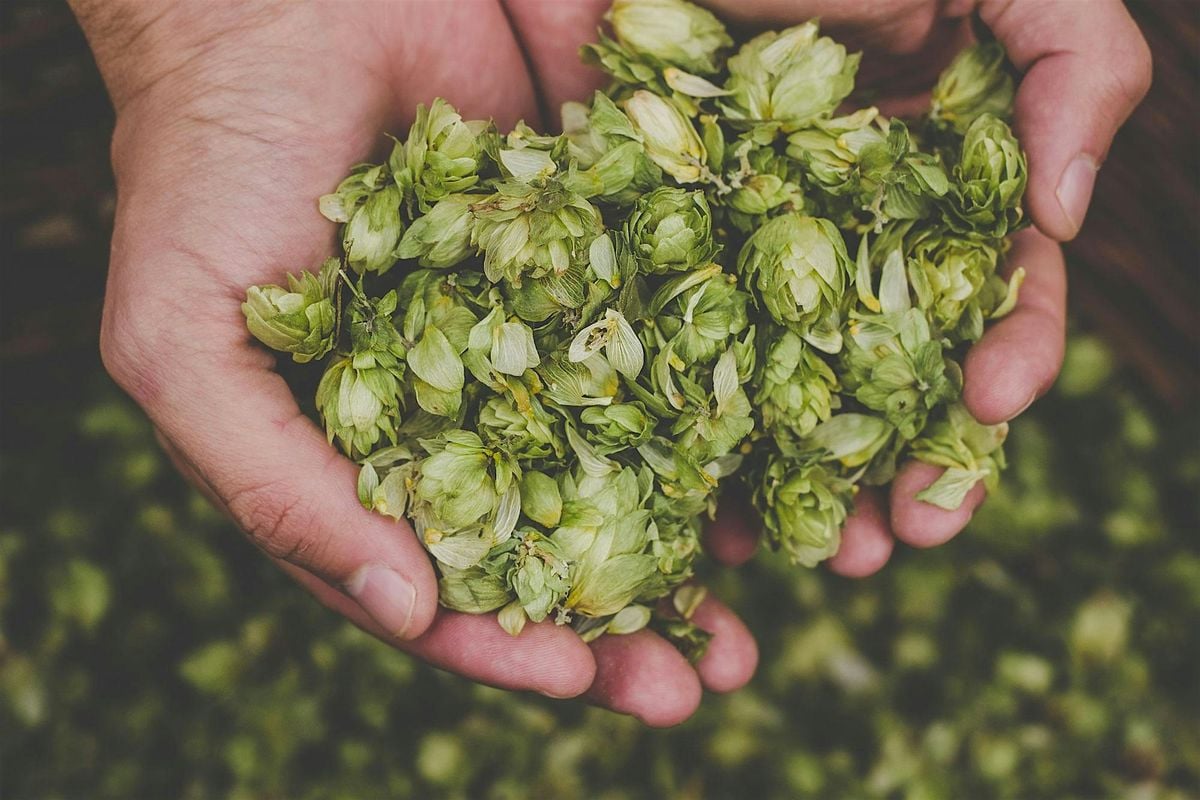 Dry-Hop Wow! Il potere aromatico del luppolo nella birra, 10 October | Event in Città di Castello | AllEvents