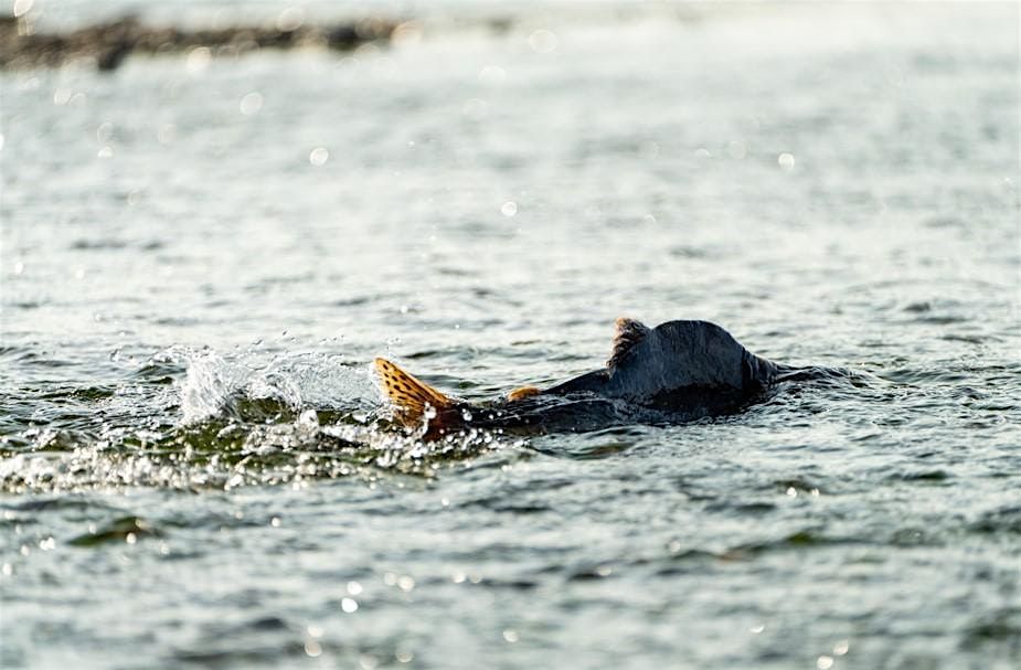 2025 Mat-Su Salmon Science & Conservation Symposium, 20 November | Event in Palmer | AllEvents
