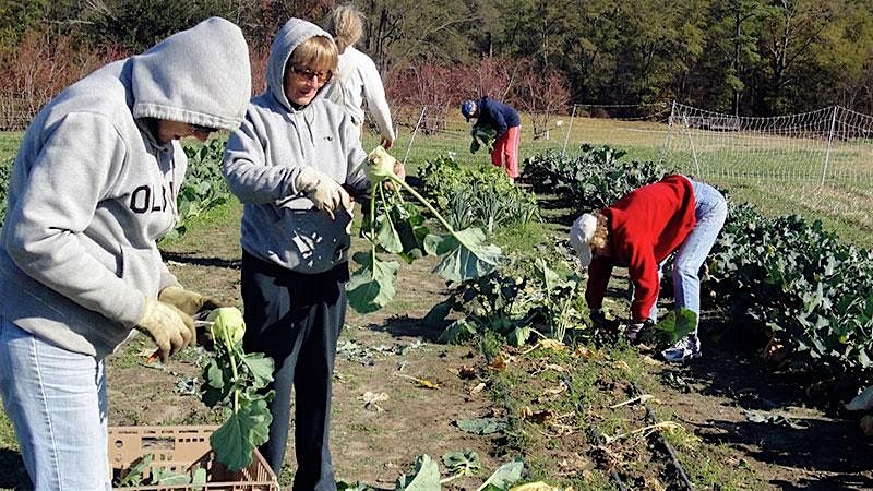 Saturday Volunteer & Learning Day on the Souper Farm 10/4, 4 October | Event in Atlanta | AllEvents