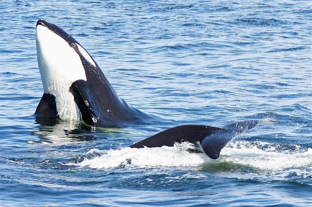 Whale Watching & Wildlife Tour, 27 July | Event in Seattle | AllEvents