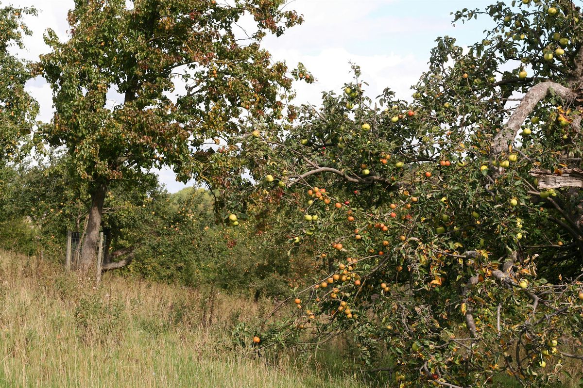 The Basics of Apple Identification, 1 October | Event in Keighley | AllEvents