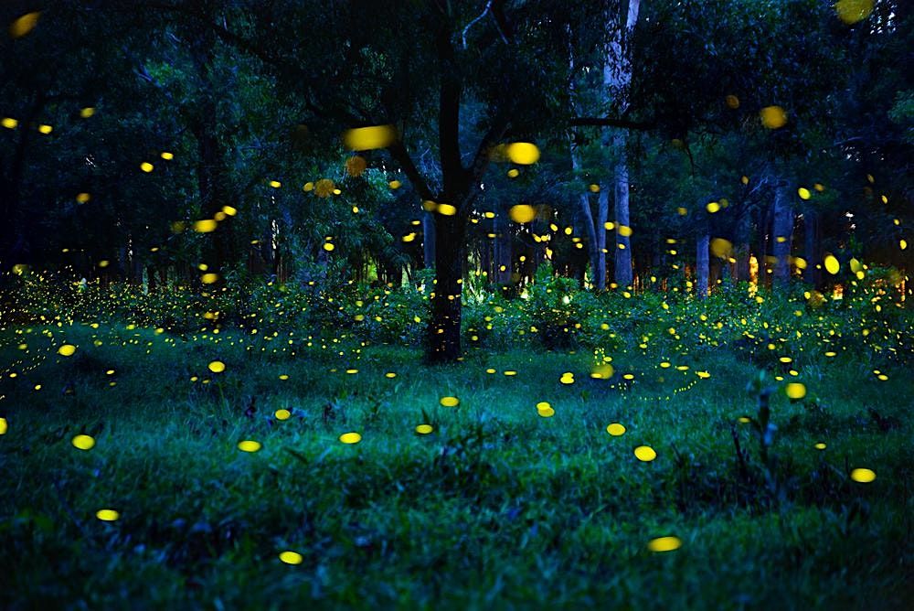 Firefly Walk!, 22 August | Event in Pleasantville | AllEvents