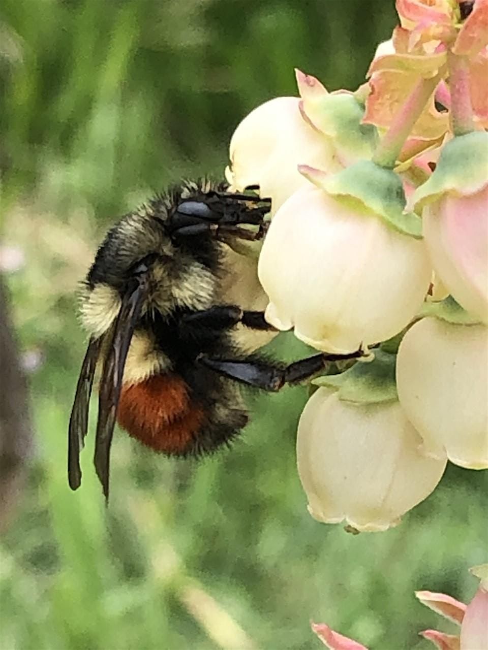 Pollinator Posse workshop, 26 July | Event in Battle Ground | AllEvents
