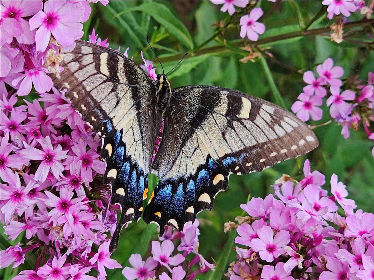 Knowledge is Pollinator Power, 14 August | Event in Lexington | AllEvents