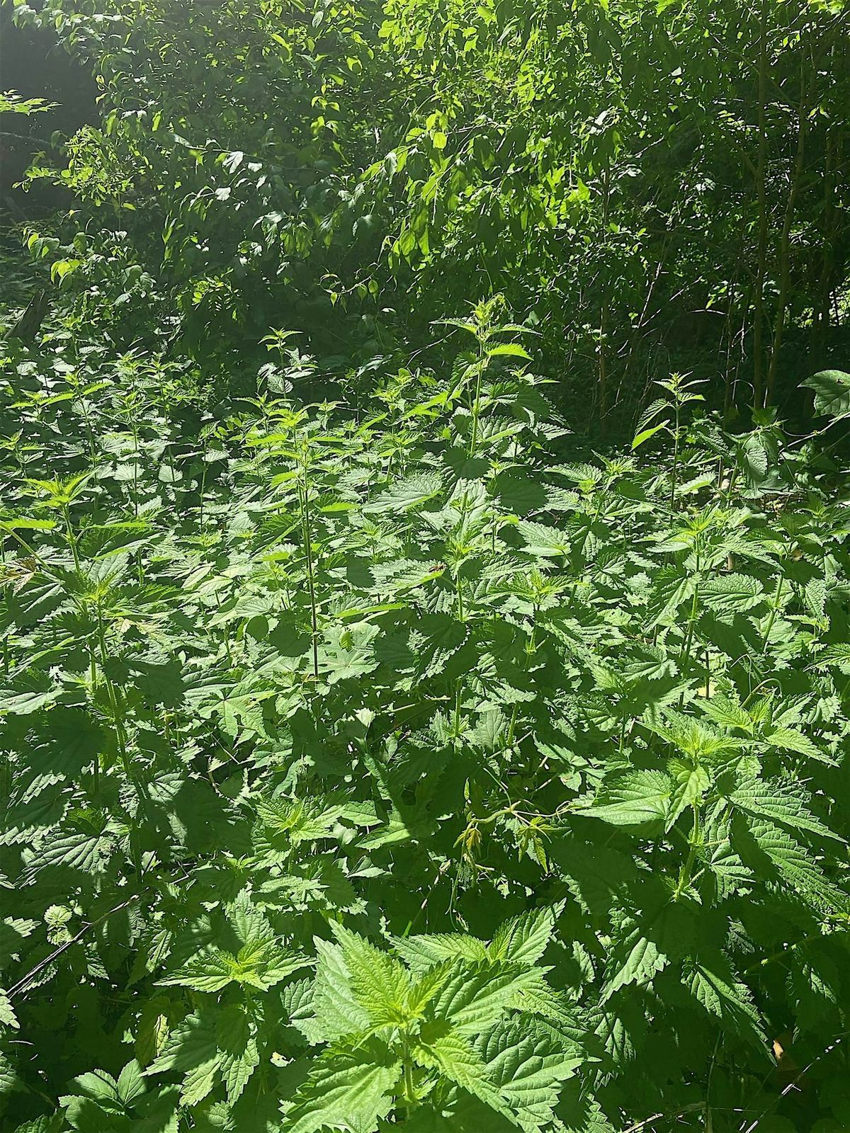 Forage to Fork  In The Wonderfully Wild Wiss!, 3 August | Event in Philadelphia | AllEvents