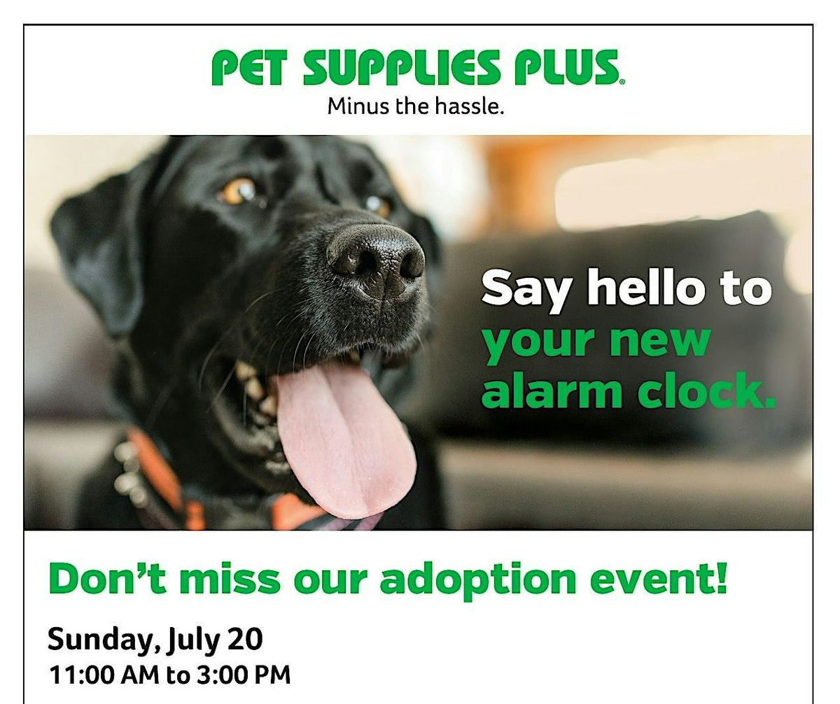 Dog Adoption Event by Home Fur Good | Event in Phoenix | AllEvents