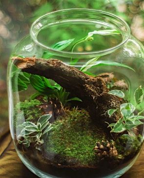 Sensational Summer:  Take Home Terrarium, 27 August | Event in Staten Island | AllEvents