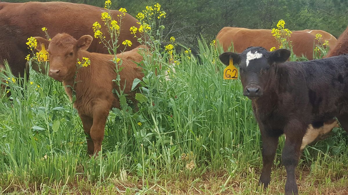 2025 Cattle Reproduction Workshop, 23 May | Event in Bahama | AllEvents