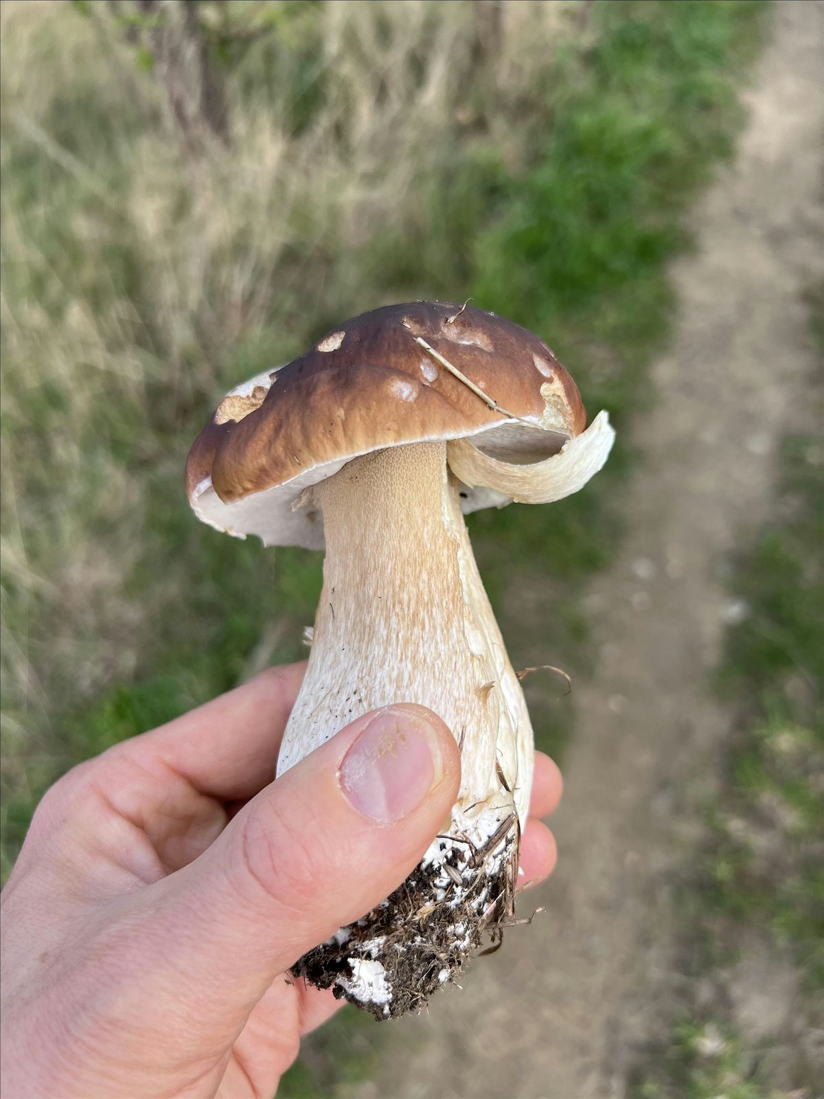 Introduction to Foraging Course, Sheffield | Event in Sheffield | AllEvents
