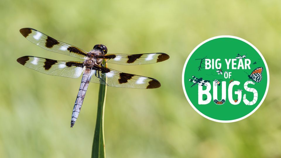 Big Year of Bugs Speaker Series: Indigenous Relationships with Insects ...