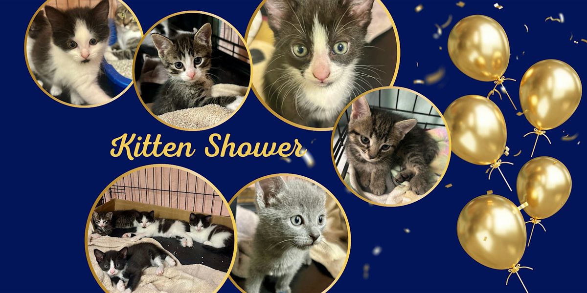 Angelcat Haven Kitten Shower, 3 November | Event in Plainville | AllEvents